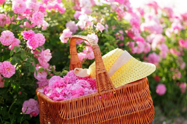 گل محمدی گلخانه ای با شکوفه های خوشبو و رشد سریع در محیط کنترل شده
